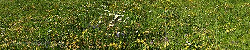 P009932: Panoramic image Blooming flowers meadow