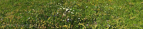 P009933: Panorama Blühende Bergwiese