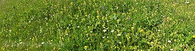 P009934: Panoramic view Blooming flowers meadow