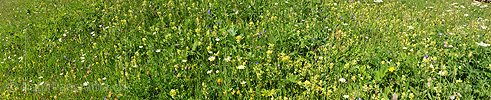 P009935: Panoramafoto Blühende Bergwiese