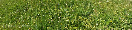 P009936: Panoramic photo Blooming flowers meadow
