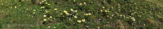 P009989: Panorama photo sulfur anemones in Saflisch valley (Saflischtal)