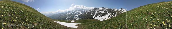 P009991: Panoramabild Schwefelanemonen in Berglandschaft im Saflischtal