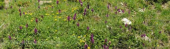 P009992: Panoramic photo blooming orchids in Saflisch valley (Saflischtal)