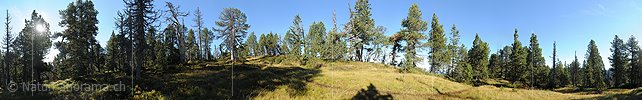P010698a: Panorama Hochmoor in lichtem Bergwald