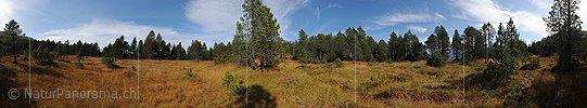 P010745: Panoramabild Hochmoor im lichten Föhrenwald