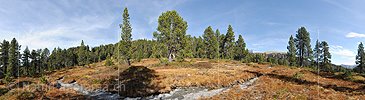 P010790: Panoramafoto Lichter Föhrenwald in den Voralpen