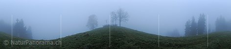 P010833: Panoramabild Baumgruppe und Wald im Nebel