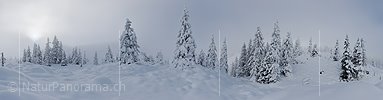 P010992: Panoramafoto Frisch verschneiter Bergwald im Nebel