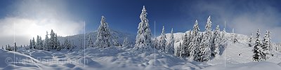 P010998: Panoramafoto Frisch verschneite Winterlandschaft mit Einzelbäumen und Baumgruppen