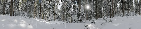 P012112: 360° Panoramic photo Deep snowy winter forest