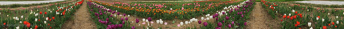 P012398: 360° Panoramabild Tulpenfeld
