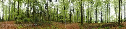 P012402a: 360° Panoramabild Frühlingswald