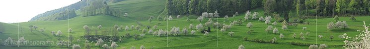 P012463: Panoramabild Blühende Kirschbäume