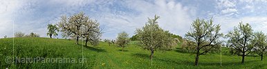 P012466: Panorama Blühende Kirschbäume