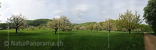 P012471: Panoramafoto Blühende Kirschbäume in grossem Obstgarten