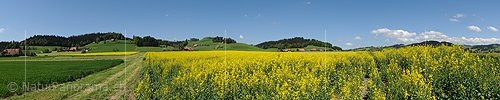 P012554: Panoramabild Blühendes Rapsfeld in Hügellandschaft