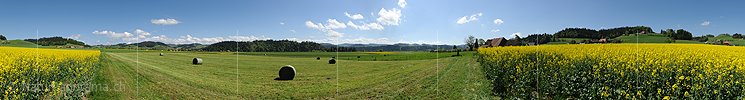P012556: 360° Panoramabild Kulturlandschaft mit blühendem Rapsfeld und frisch gemähter Wiese