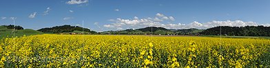 P012559: Panoramafoto Blühendes Rapsfeld in Hügellandschaft