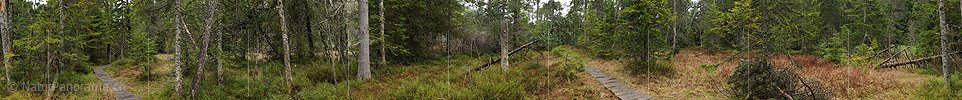 P012605: 360° Panorama Wald in Hochmoor