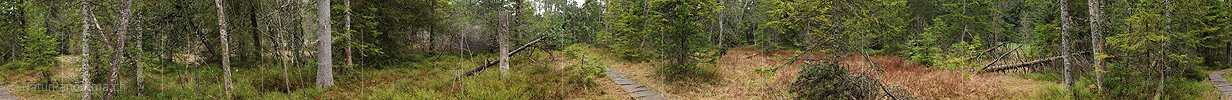 P012606: 360° Panoramabild Wald in Hochmoor