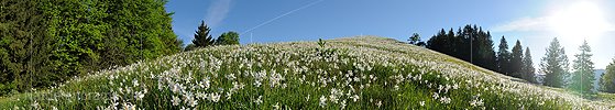P012833a: Panoramabild Blühende Narzissen auf Bergwiese