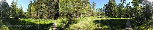 P012852: 360° Panoramabild Lichtung im Frühlingswald