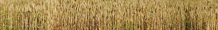 P013187: Panoramafoto Kornfeld (Nahaufnahme)
