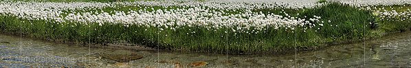 P013289a: Panoramafoto Blühendes Wollgras an Wasserlauf