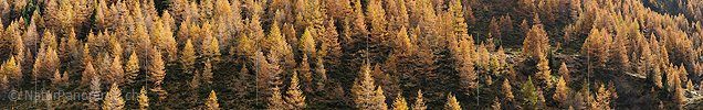 P013857a: Panoramafoto Herbstlich gefärbter Lärchenwald