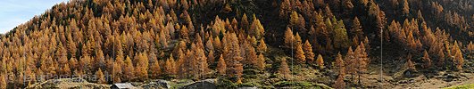 P013858: Grosses Panoramafoto Herbstlich gefärbter Lärchenwald
