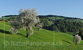 P014284: Large panoramic photo Blooming cherry tree