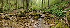P014431: Panoramabild Bach in Frühlingswald