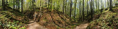 P014435: 360° Gigapixel-Panoramafoto Pfad in Frühlingswald