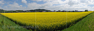 P014473: Panoramafoto Blühendes Rapsfeld in urbaner Umgebung