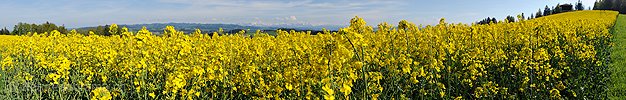 P014506: Panoramafoto Blühendes Rapsfeld mit den Alpen im Hintergrund