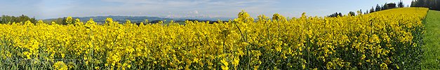 P014507: Panoramabild Blühendes Rapsfeld mit den Alpen im Hintergrund