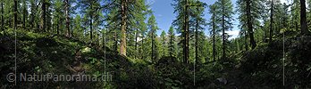 P014721: 360° Panoramabild Urtümlicher Lärchenwald (Sommer)