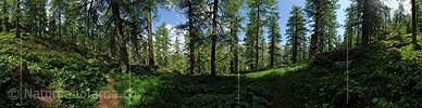 P014722: 360° Panoramafoto Lärchenwald (Sommer)