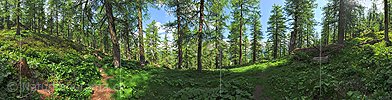 P014722a: 360° Panoramafoto Lärchenwald (Sommer)