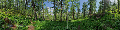 P014722b: 360° Panoramafoto Lärchenwald (Sommer)
