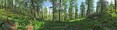 P014722c: 360° Panoramafoto Lärchenwald (Sommer)