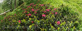 P014775: Panoramafoto Blühende Alpenrosen