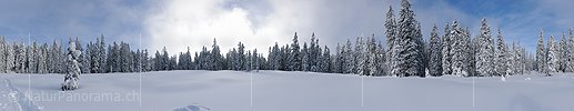 P015663: 360° Panoramafoto Lichtung im frisch verschneiten Bergwald