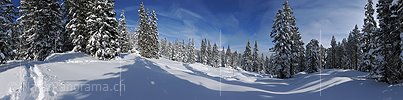 P015670: Panoramafoto Frisch verschneiter Bergwald