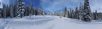 P015672: Panoramafoto Lichtung im frisch verschneiten Tannenwald