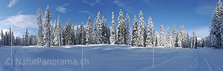 P015674: Panoramafoto Winter im Märchenwald