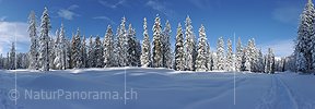 P015674h: Panoramafoto Winter im Märchenwald