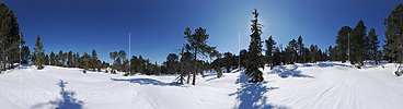 P015808: 360° Hochauflösendes Panoramafoto Lichter Bergwald in schneebedecktem Hochmoor