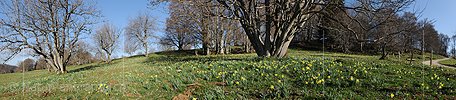 P015995: Panoramic photo Flowering daffodils on Jurassic pasture
